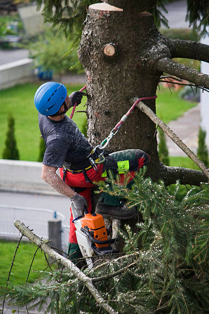 How Our Tree Care Process Works  in  Nome, AK